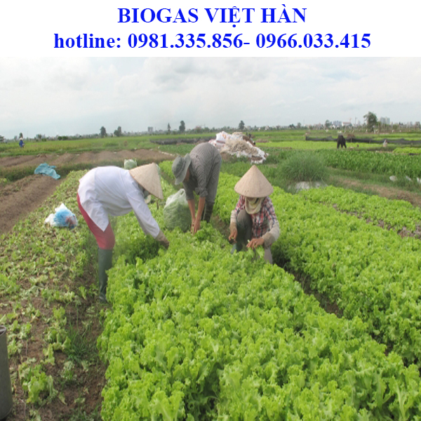 Ứng dụng của công nghệ biogas?