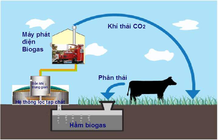 hầm biogas trong chăn nuôi